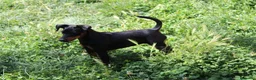 Pinscher Miniatura perros en venta: Pinscher miniatura hembra  - Anuncio 4
