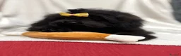 Shihpoo perros en venta: Monísima ShihPoo negra - Anuncio 7