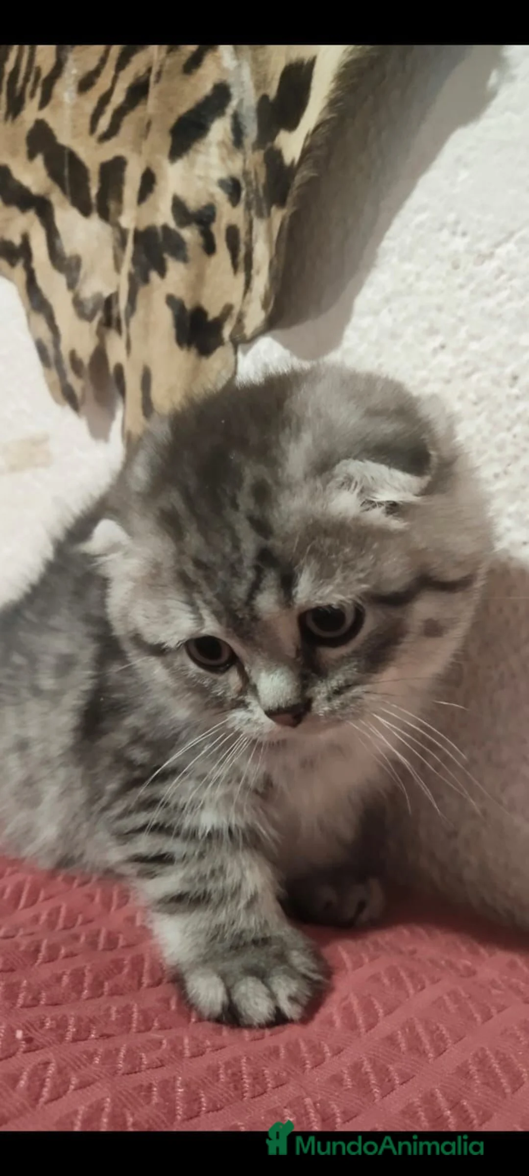 Scottish Fold gatos en venta: Venta de Scotish fold  - Anuncio 1