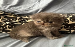 Persa gatos en venta: Persas en Jerez  - Imagen 1