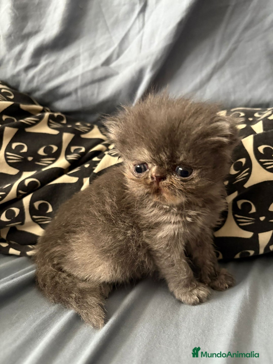 Persa gatos en venta: Persas en Jerez  - Imagen 1