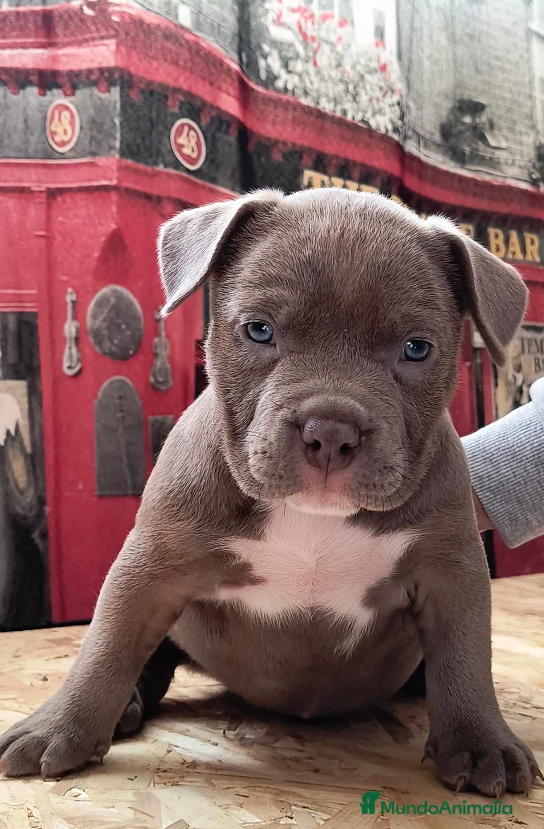 American Bully perros en venta: American bully exotic  - Anuncio 3