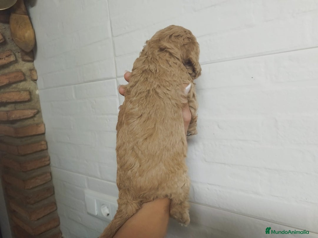 Caniche Mediano perros en venta: Caniches  - Imagen 4
