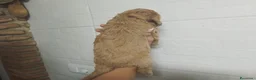 Caniche Mediano perros en venta: Caniches  - Anuncio 4