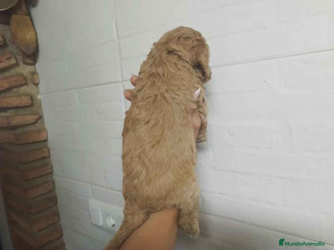 Caniche Mediano perros en venta: Caniches  - Anuncio 4