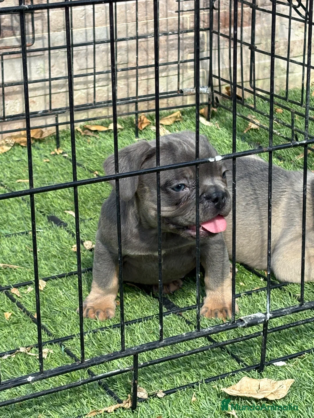 Bulldog Francés perros en venta: Cachorros de bulldog francés exóticos  - Anuncio 1
