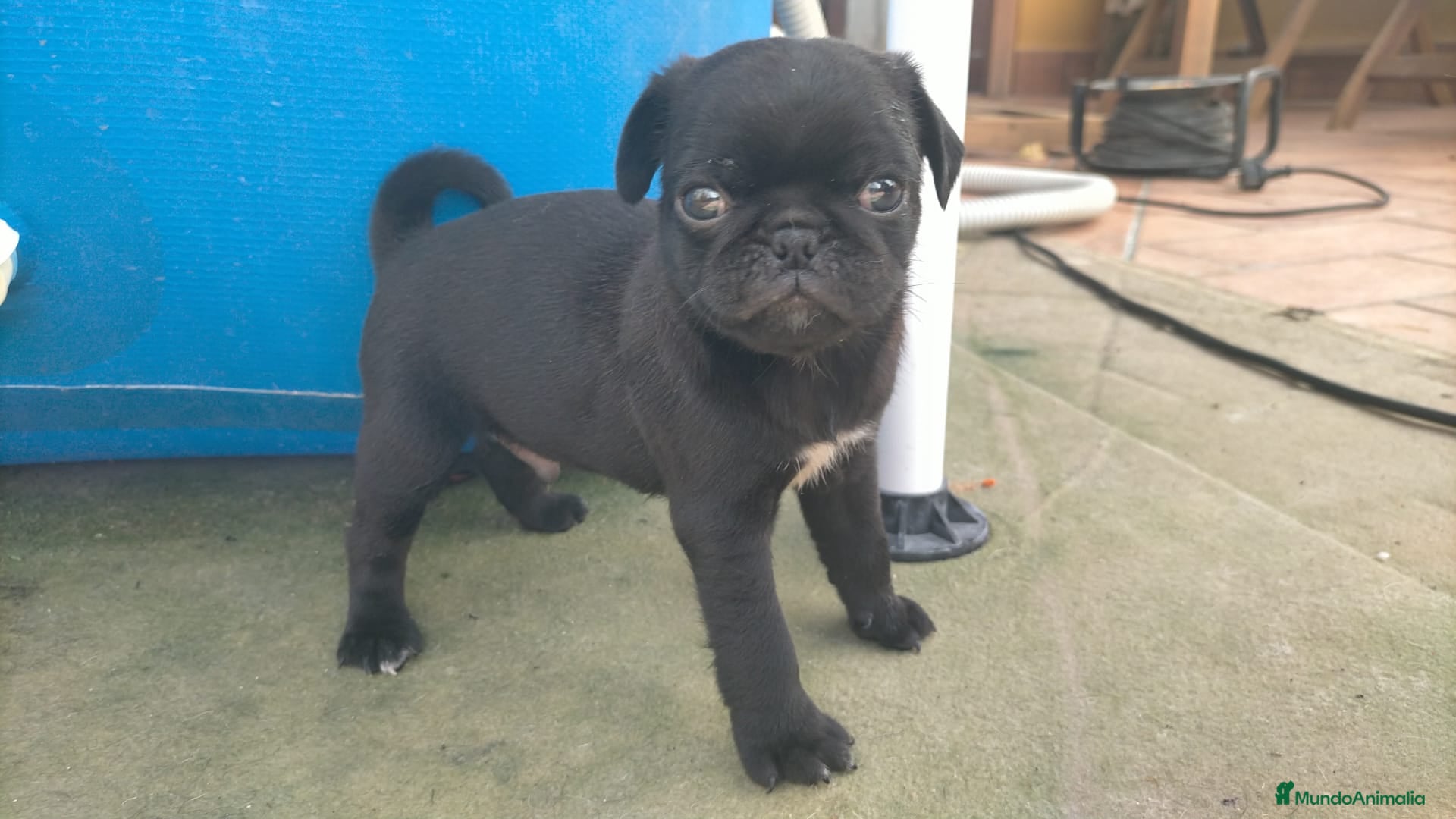 Carlino - Pug perros Carlino -pug - Anuncio 2