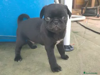 Carlino - Pug perros Carlino -pug - Anuncio 6