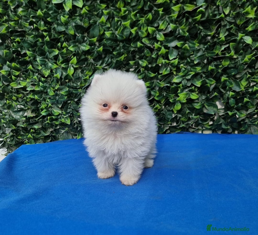 Pomerania perros en venta: Pomerania de Lulú - Imagen 3