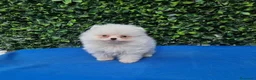 Pomerania perros en venta: Pomerania de Lulú - Anuncio 3