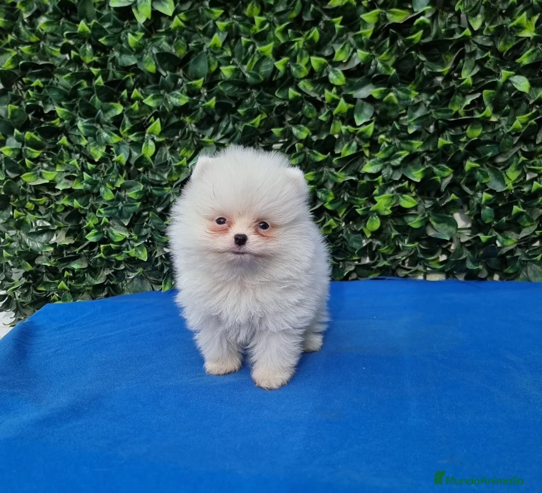Pomerania perros en venta: Pomerania de Lulú - Anuncio 3