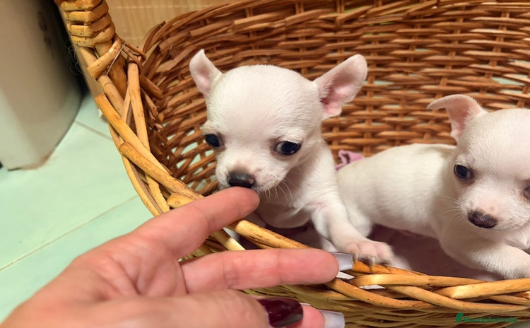 Chihuahua perros - Anuncio 2
