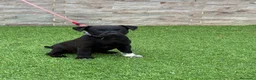 Jack Russell Terrier perros en venta: Cachorros Patterdale terrier  - Anuncio 4