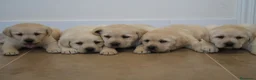 Labrador Retriever perros en venta: LABRADOR RETRIEVER - Anuncio 7