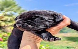 Cane Corso perros en venta: Cane Corso  - Imagen 3