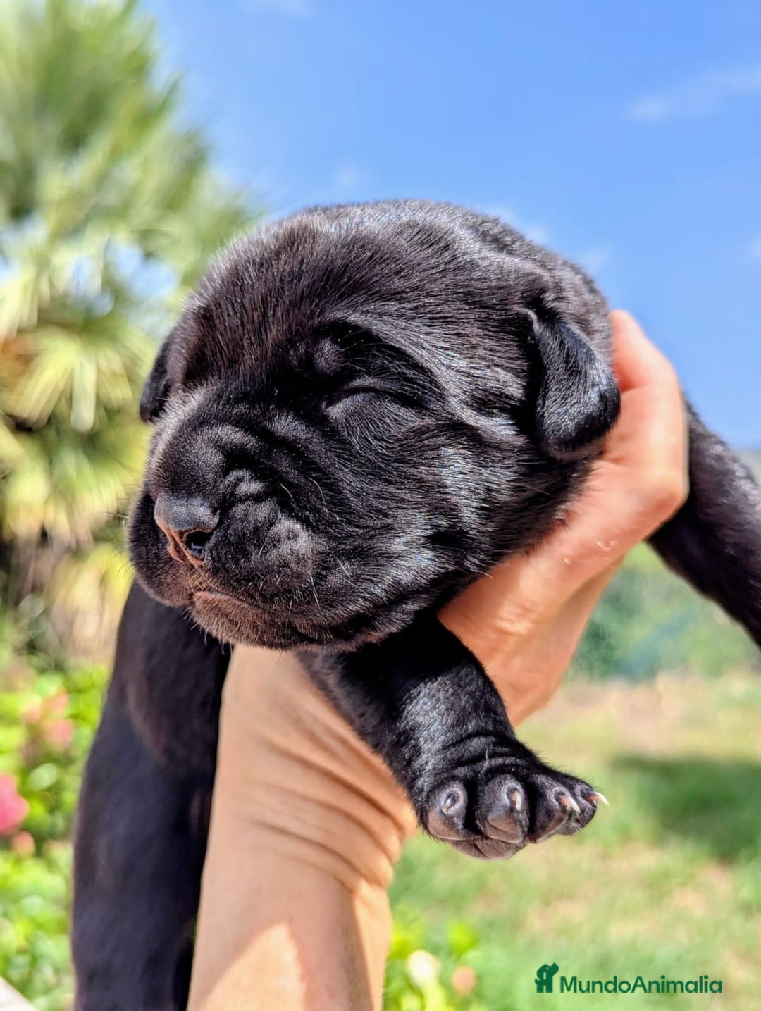 Cane Corso perros en venta: Cane Corso  - Imagen 3