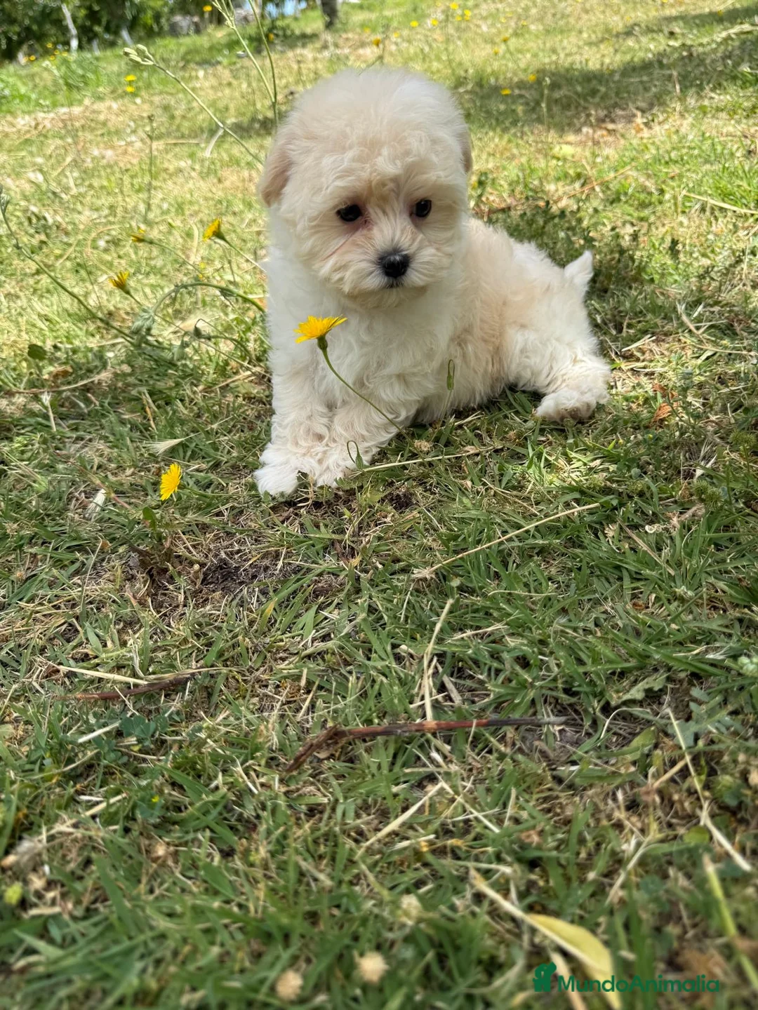 Maltipoo perros en venta: Maltipoo macho listo para entregar !!! - Anuncio 5