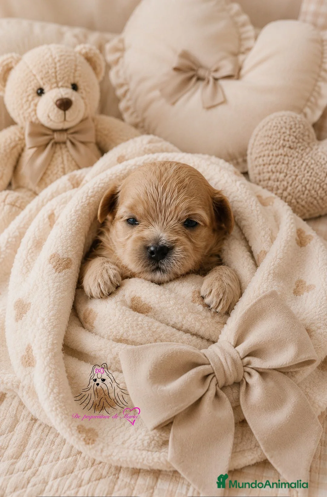 Maltipoo perros en venta: MALTIPOO LINEA SIATICA MINIATURA  - Anuncio 2