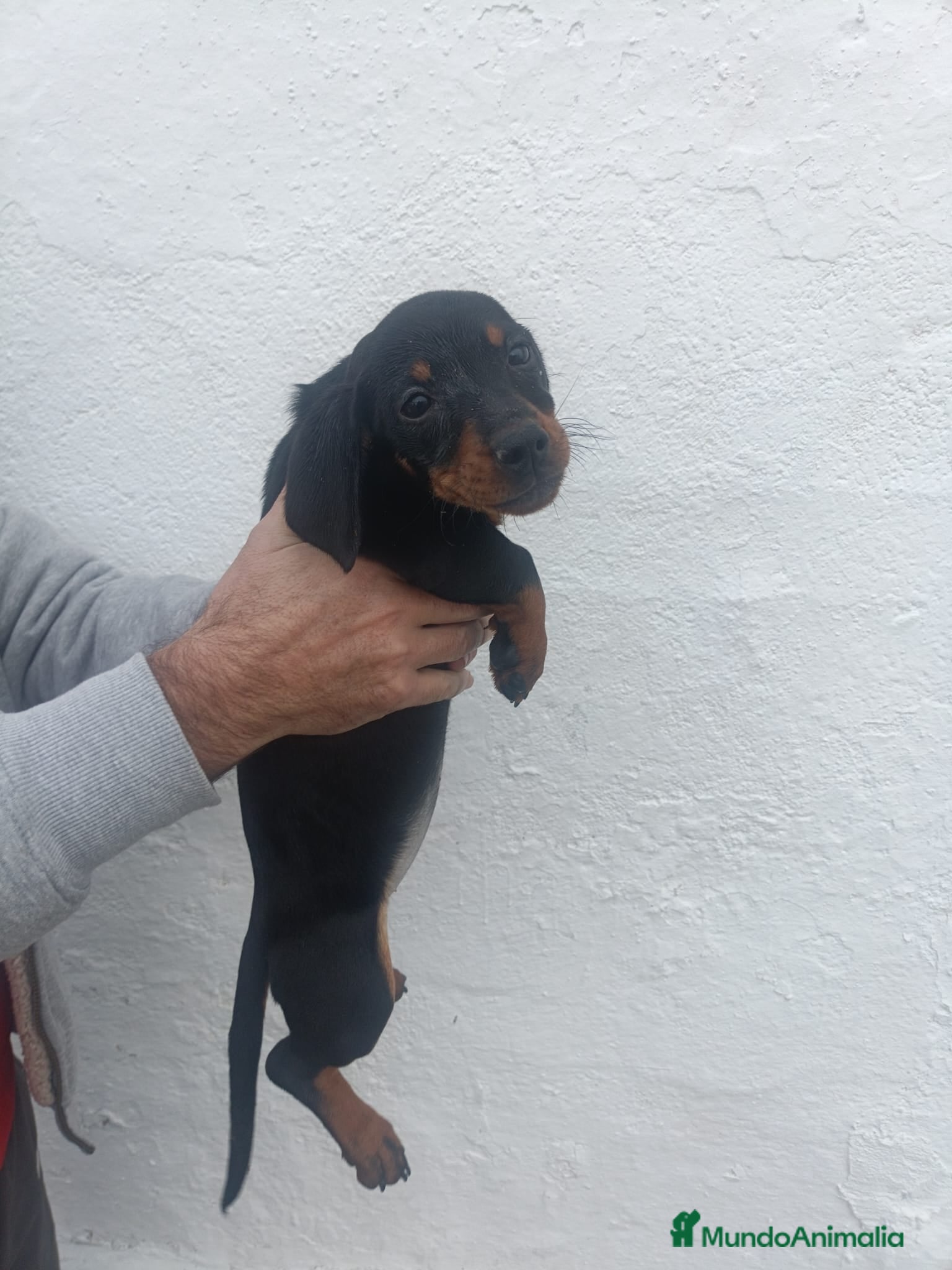 Teckel perros Teckel - Anuncio 2