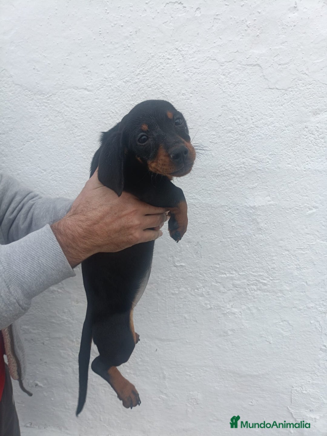 Teckel perros en venta: Teckel - Anuncio 2