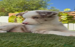 Border Collie perros en venta: BORDER COLLIE CHOCOMERLE - Imagen 2