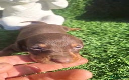 Teckel Miniatura perros en venta: Teckel Choco Hembra - Imagen 7