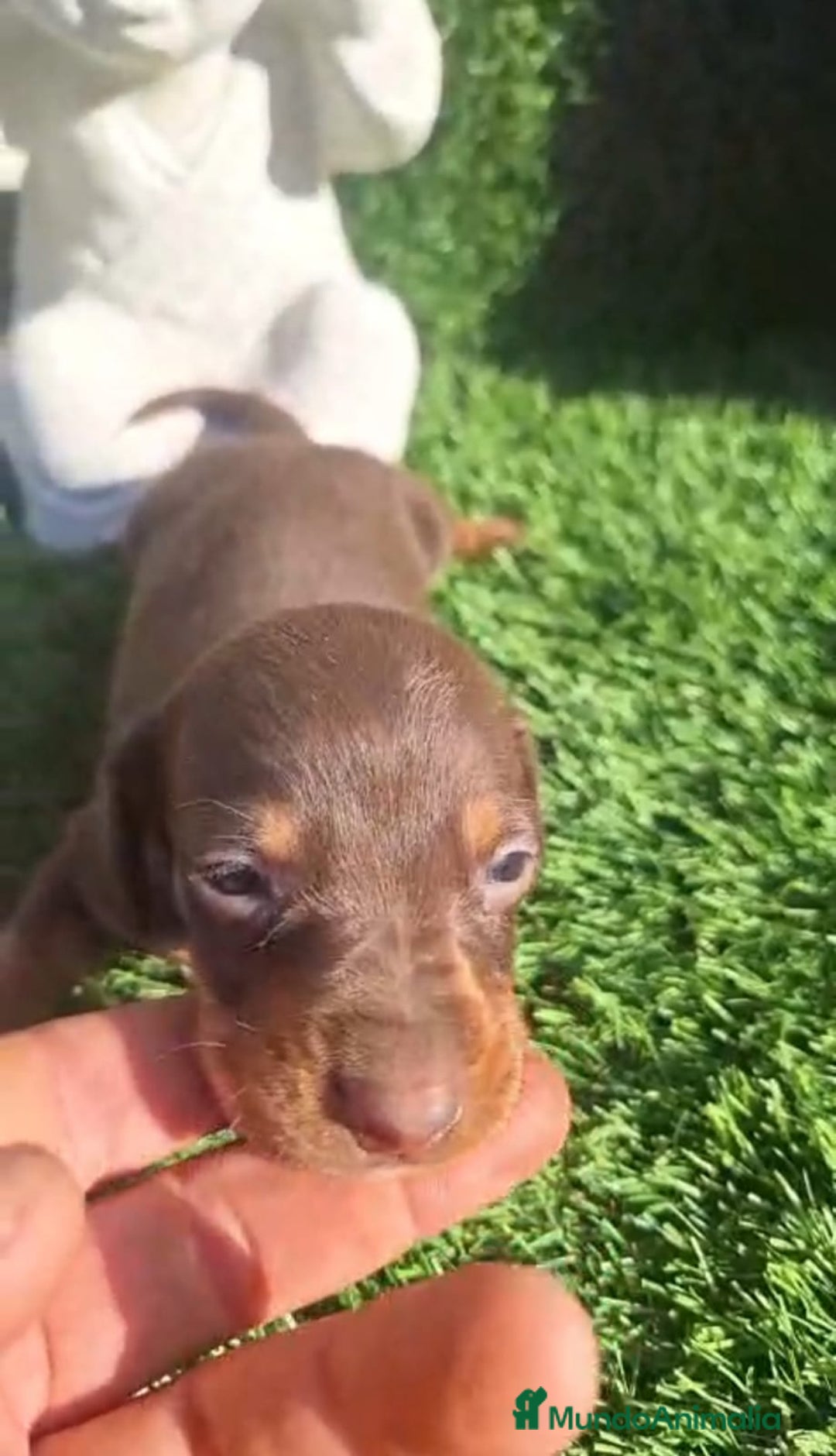 Teckel Miniatura perros en venta: Teckel Choco Hembra - Imagen 7