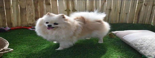 Gorda