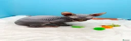 Sphynx gatos en venta: Gatitos Egipcios  - Anuncio 15