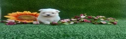 Bichón Maltés perros en venta:  BICHON MALTES  LINEA TOY   MUY CHATO - Anuncio 1
