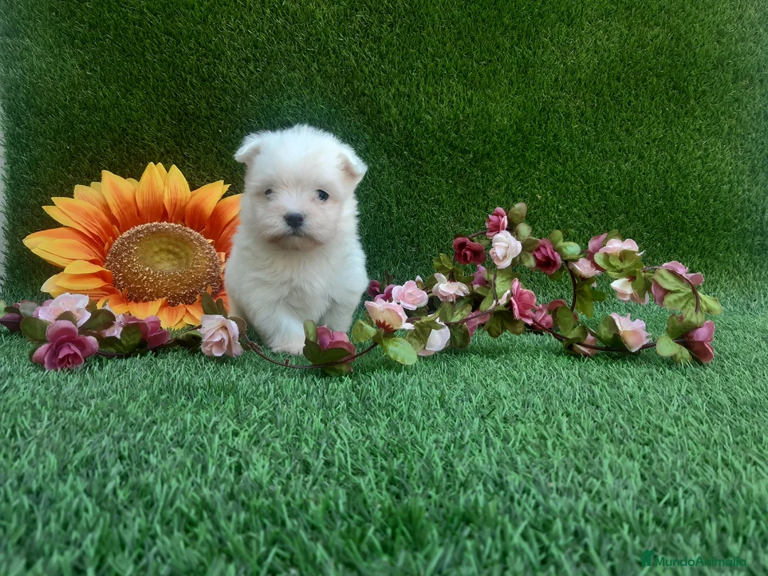 Bichón Maltés perros en venta:  BICHON MALTES  LINEA TOY   MUY CHATO - Anuncio 1