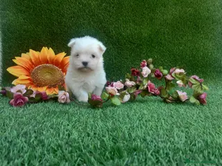 Bichón Maltés perros BICHON MALTES LINEA TOY MUY CHATO - Anuncio 1