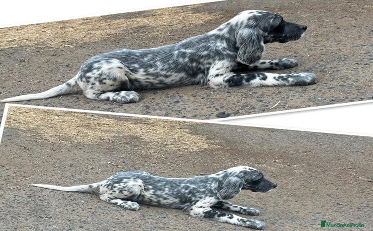 Setter Inglés perros - Anuncio 1