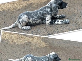 Setter Inglés perros - Anuncio 1