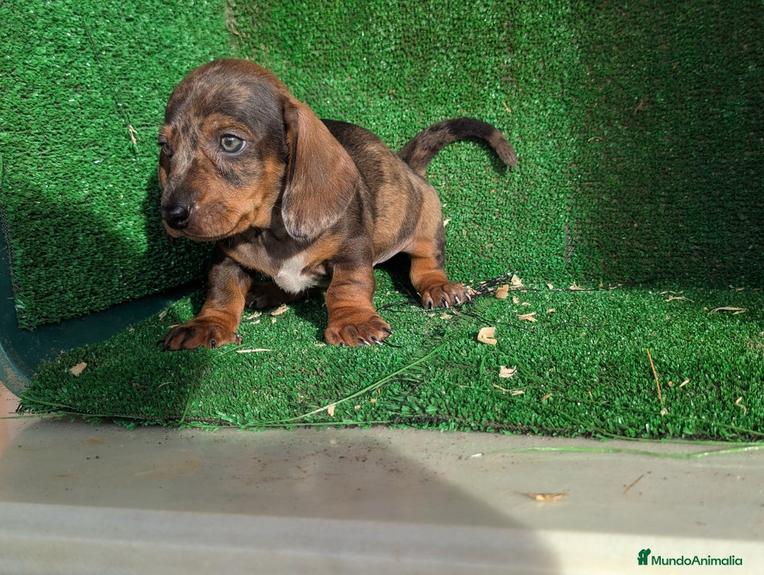 Teckel Miniatura perros en venta: Teckel miniatura - Anuncio 3