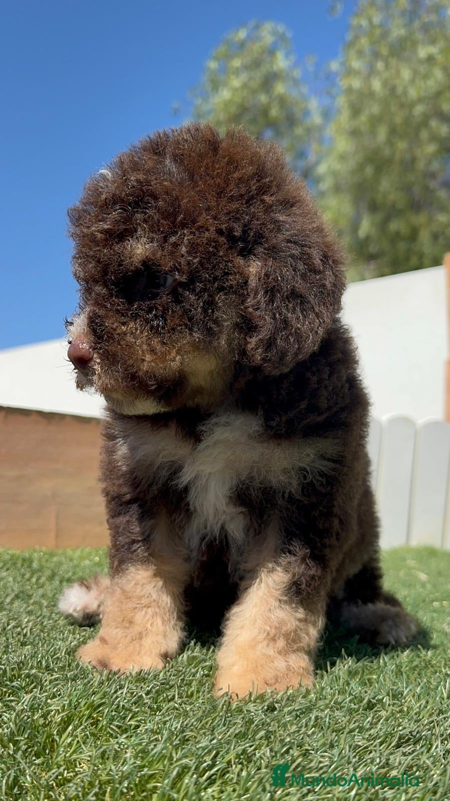 Perro de Agua Español perros en venta: PERRO DE AGUA ESPAÑOL - Anuncio 23