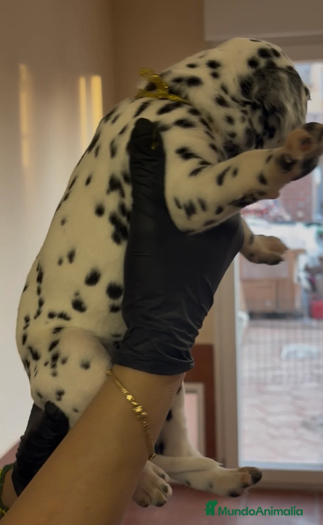 Dálmata perros en venta: Dalmatas - Anuncio 2