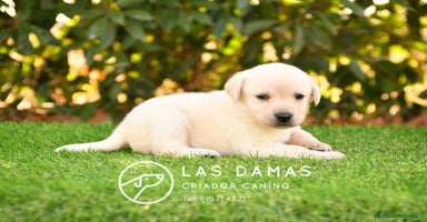 Labrador Retriever perros - Anuncio 10