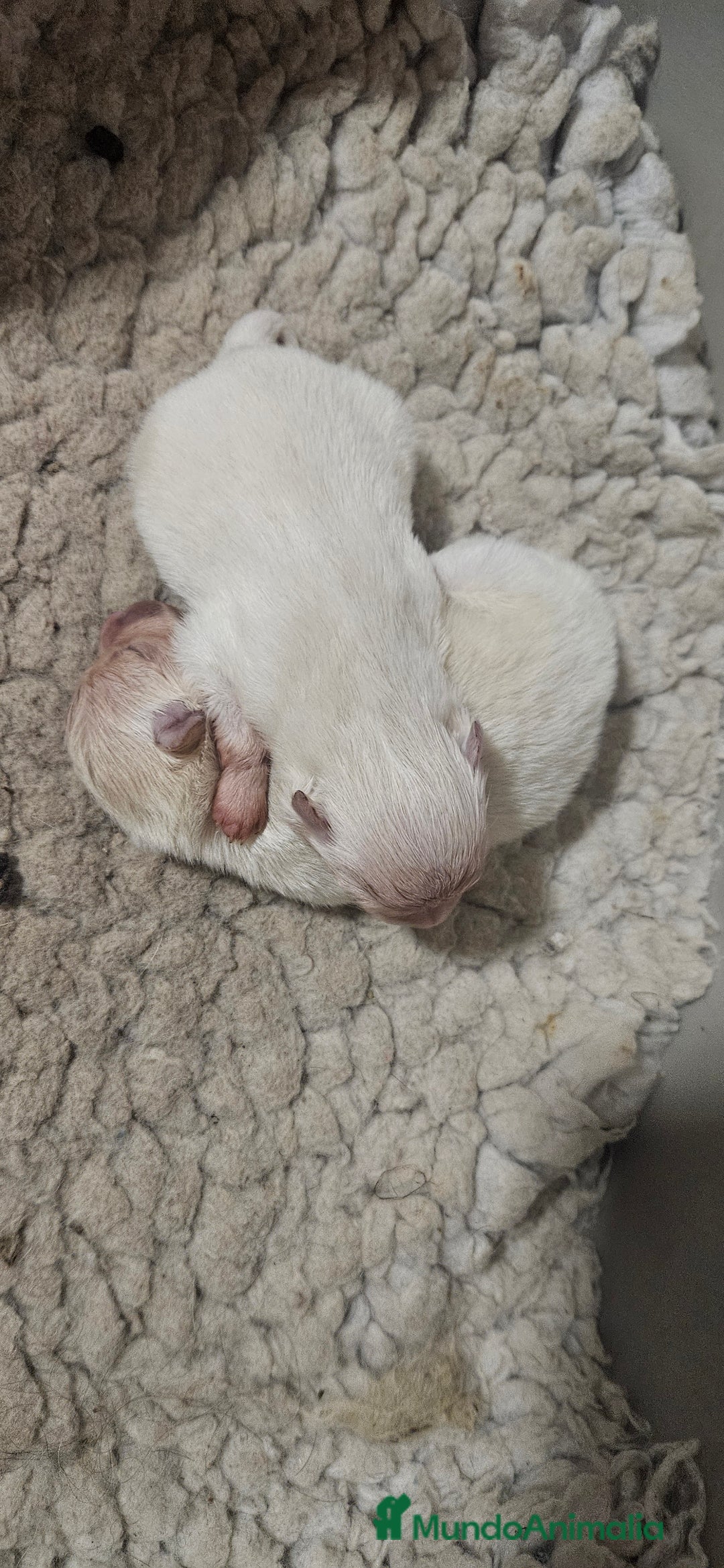 Pomerania perros en venta: Lulú d pomerania  - Anuncio 3