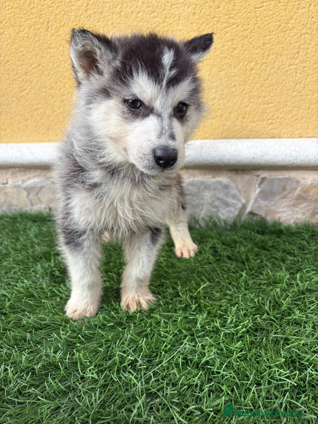 Husky Siberiano perros en venta: Husky siberiano macho  - Anuncio 6