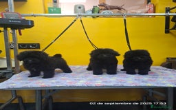 Caniche Toy perros en venta: Cachorros de caniche toy - Imagen 3