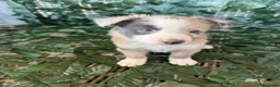 Border Collie perros en venta: Borde collie  - Anuncio 13