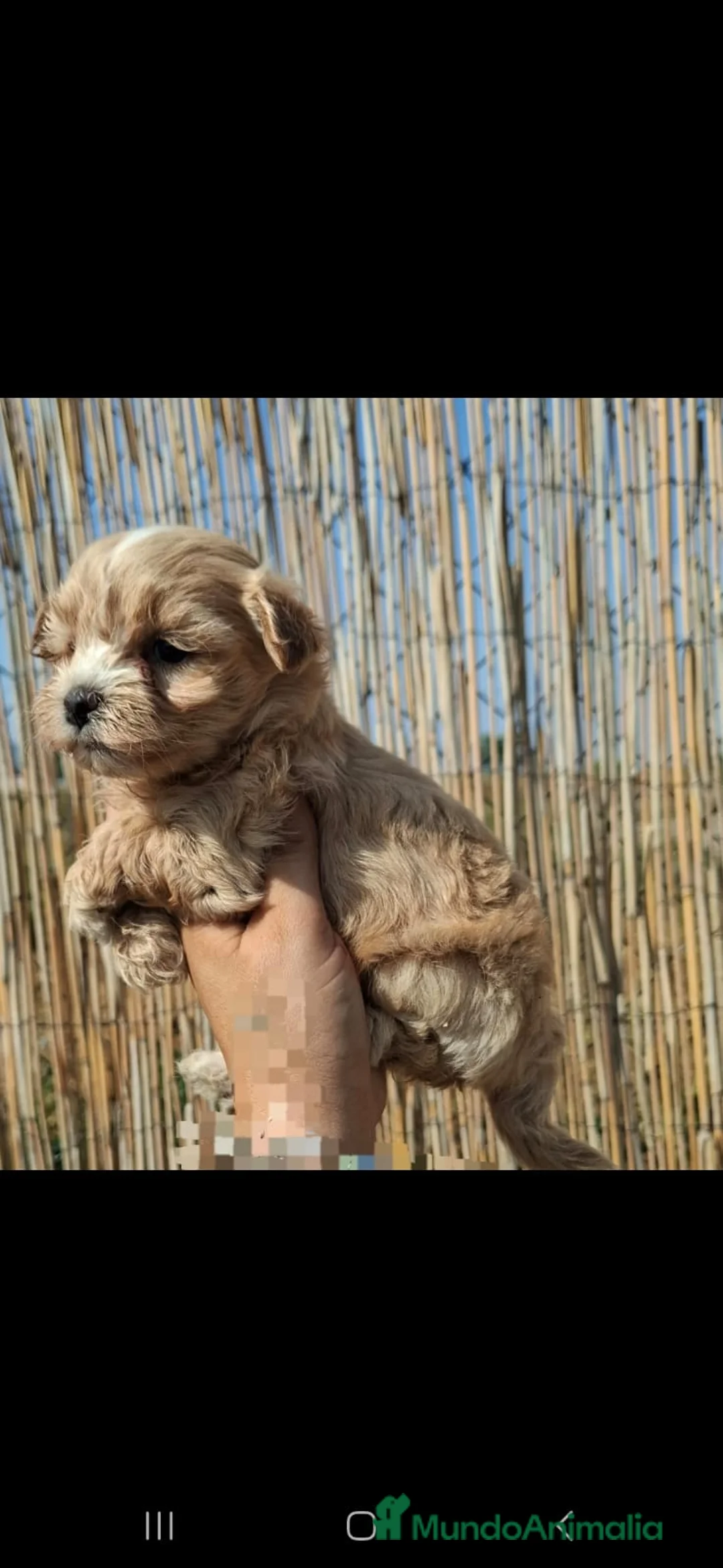 Maltipoo perros en venta: Maltipoo Apricot - Anuncio 3