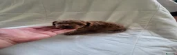 Raza Mixta perros en venta: Caniche - Anuncio 9