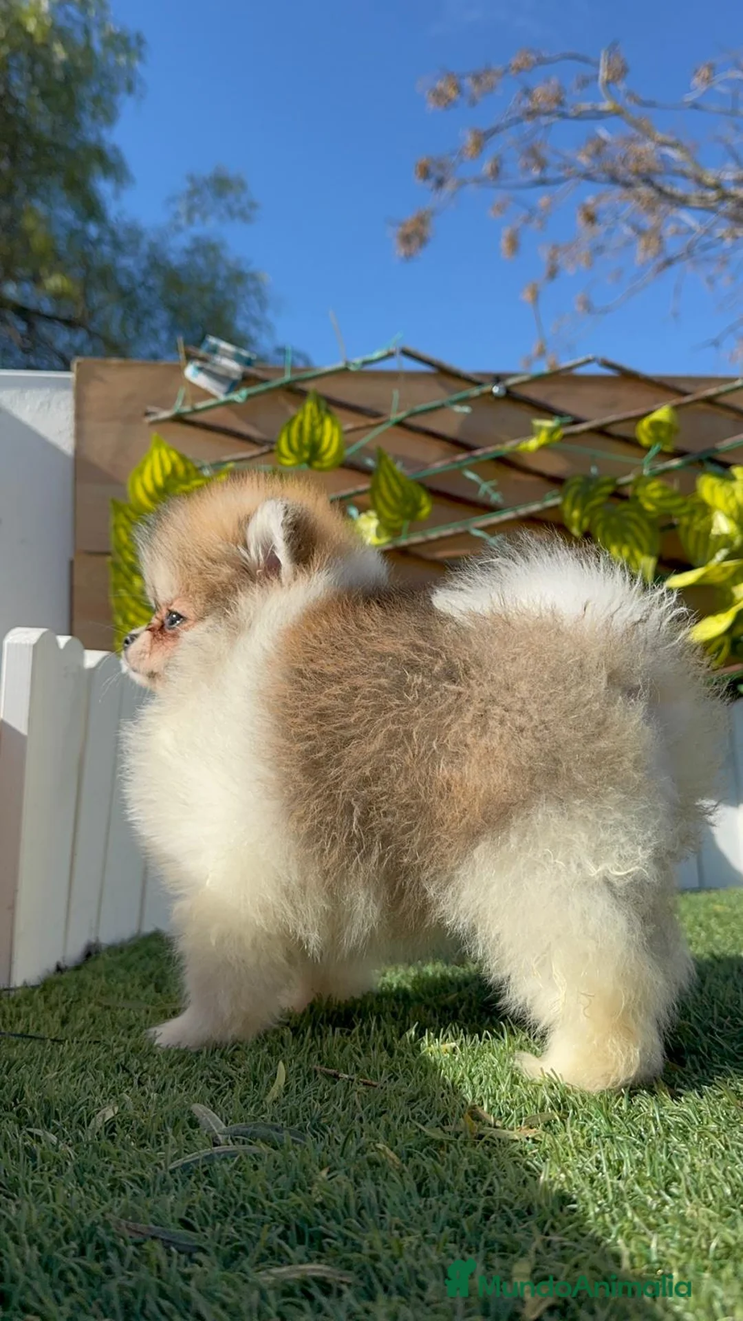 Pomerania perros en venta: POMERANIA - Anuncio 2