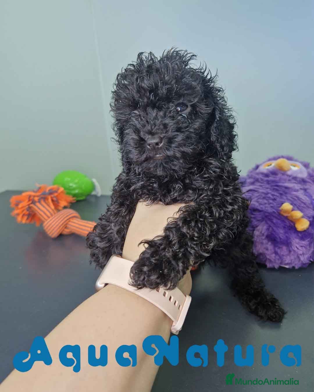 Caniche Toy perros Caniche Hembra CJMM 4165 AQUANATURA - Anuncio 8