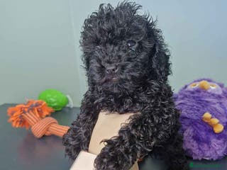 Caniche Toy perros Caniche Hembra CJMM 4165 AQUANATURA - Anuncio 40