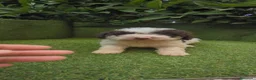 Perro de Agua Español perros en venta: preciosa camada perros agua  chocolates y blancos  - Anuncio 12