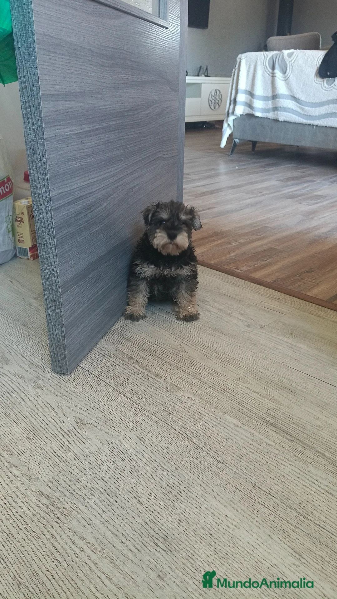 Schnauzer Mediano perros en venta: Macho disponible  - Anuncio 2