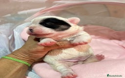 Bulldog Francés perros en venta: Bulldog Francés criado en familia Cría responsable - Imagen 5